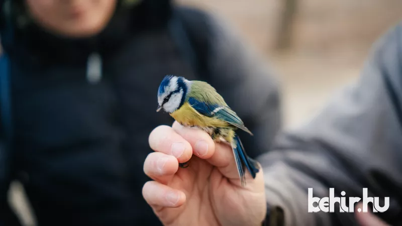 Fedezd fel a kék cinegék varázslatos világát a CsabaParkban! Csatlakozz hozzánk egy izgalmas madárgyűrűzési eseményre, ahol megismerheted a kis harapós kék cinegék titkait. Ne hagyd ki ezt a különleges lehetőséget, hogy közelebbről szemügyre vedd ezeket a