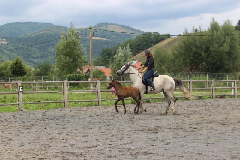 Álomból valóság: a kászonújfalusi lovasközpont térségi előnyökkel bír | Székelyhon
Kászonújfaluban egy régóta dédelgetett álom vált valóra, amikor megnyitotta kapuit a lovasközpont. Ez a létesítmény nem csupán a helyi közösség számára jelentős, hanem a k