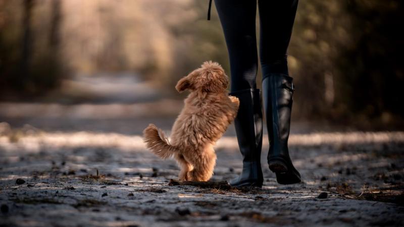 5 árulkodó jel, amivel a kutyád bocsánatot kér tőled – és garantáltan megolvasztja a szívedet
1. **Szemkontaktus és a
