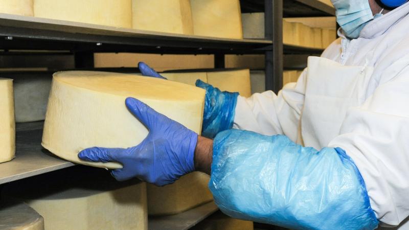 Megszólalt a vészharang: veszélybe került az olcsó trappista sajt!