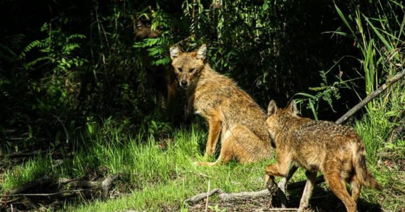 Mikotoxinok mindenütt jelen vannak? Még a természet lágy öle sem mentes tőlük.