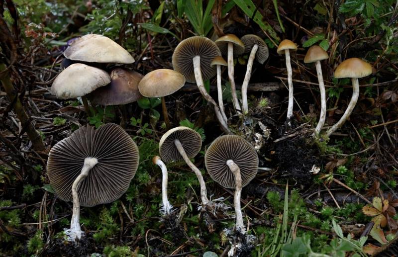 Mindenki döbbenten szemléli a varázsgombák titokzatos hatóanyagának rejtélyét.