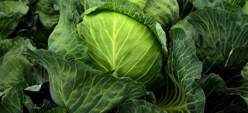 Rendkívüli hír érkezett Törökországból: olyan óriási növényeket termesztenek, amelyek mérete szinte félelmetes.